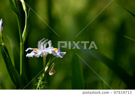 帶有波浪花瓣的野生流蘇鳶尾 97819713