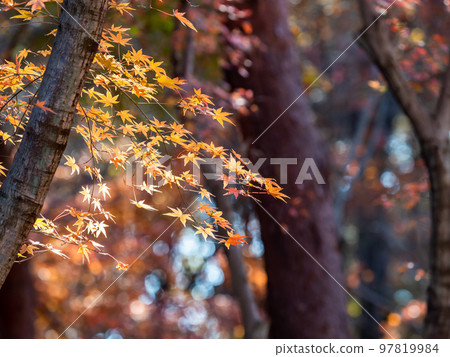 秋天的風景 美麗多彩的秋葉 秋天的風景 美麗多彩的秋葉 97819984