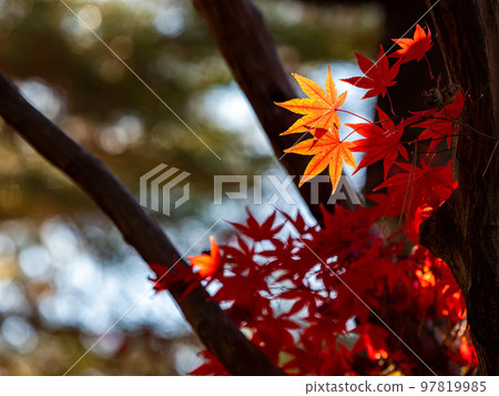 秋天的風景 美麗多彩的秋葉 秋天的風景 美麗多彩的秋葉 97819985