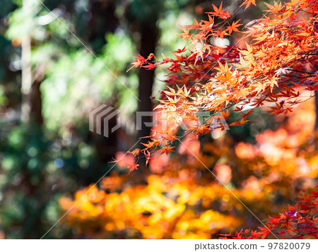 Autumn scenery Beautiful colorful autumn leaves Autumn scenery Beautiful colorful autumn leaves 97820079