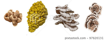 set watercolor tinder mushrooms. mushrooms growing on the tree. edible realistic mushrooms. 97820131