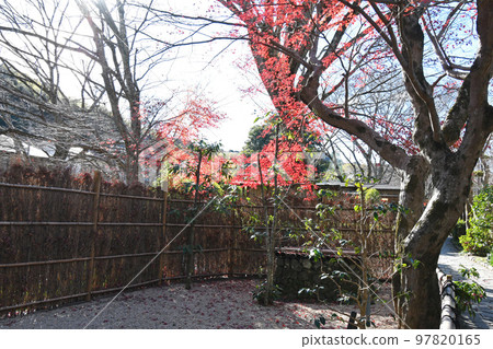 修善寺竹林的小直徑 修善寺竹林的小直徑 97820165