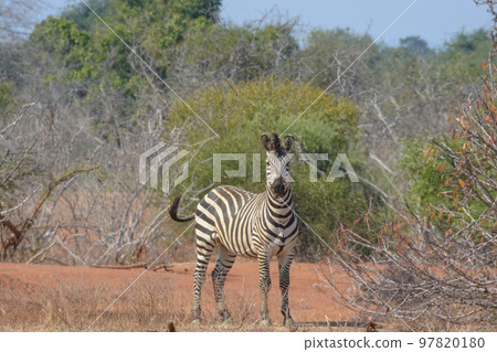 Wild zebras on safari in africa Wild zebras on safari in africa 97820180