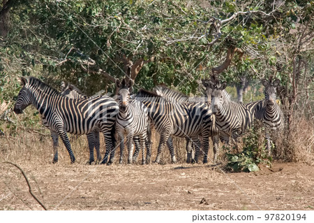 一群野生斑馬在野生動物園 一群野生斑馬在野生動物園 97820194