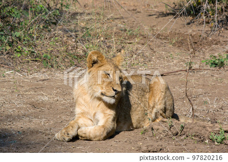 Wild lions relaxing in Zambia's Lower Zambezi National Park 97820216