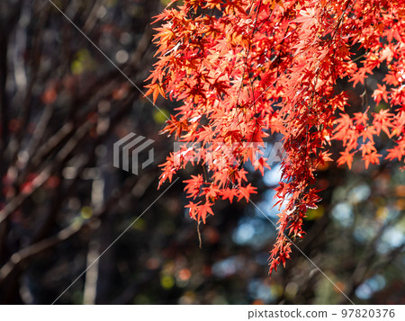 Autumn scenery Beautiful colorful autumn leaves Autumn scenery Beautiful colorful autumn leaves 97820376