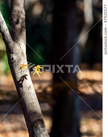 Autumn scenery Beautiful colorful autumn leaves Autumn scenery Beautiful colorful autumn leaves 97820377