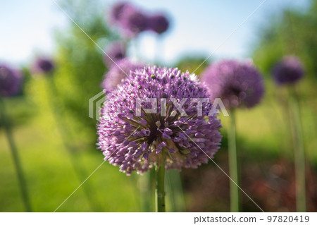 Wild native beauty flower allium echinops thistle with nectar blooming in field 97820419