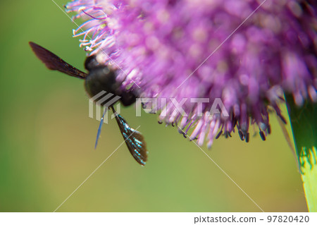 Wild beauty flower allium echinops thistle with bee blooming in field 97820420