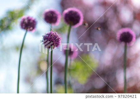 Wild native beauty flower allium echinops thistle with nectar blooming in field 97820421