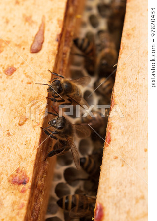 honeycomb from bee hive filled with golden honey 97820433