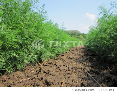 Plowed field for potato in brown soil on open countryside nature 97820463
