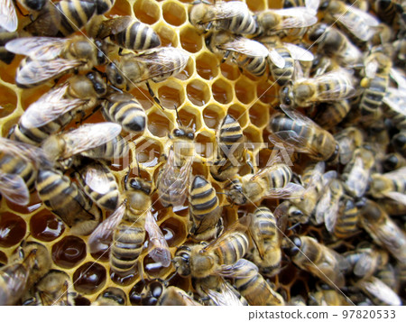 Abstract hexagon structure is honeycomb from bee hive Abstract hexagon structure is honeycomb from bee hive 97820533