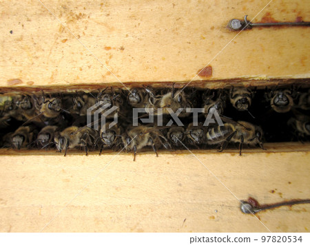 Winged bee slowly flies to beehive collect nectar on private apiary Winged bee slowly flies to beehive collect nectar on private apiary 97820534