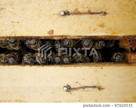 Winged bee slowly flies to beehive collect nectar on private apiary Winged bee slowly flies to beehive collect nectar on private apiary 97820535