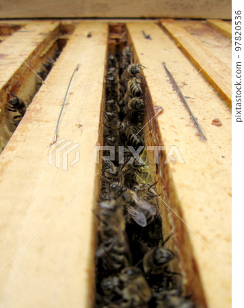 Winged bee slowly flies to beehive collect nectar on private apiary Winged bee slowly flies to beehive collect nectar on private apiary 97820536