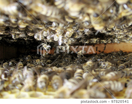 Winged bee slowly flies to beehive collect nectar on private apiary Winged bee slowly flies to beehive collect nectar on private apiary 97820541