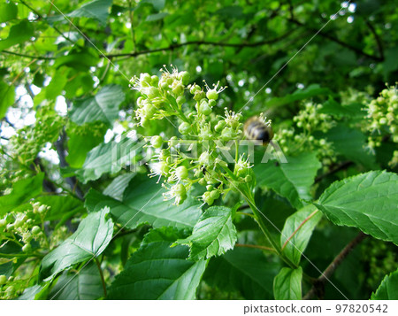 Winged bee slowly flies to the plant, collect nectar for honey Winged bee slowly flies to the plant, collect nectar for honey 97820542