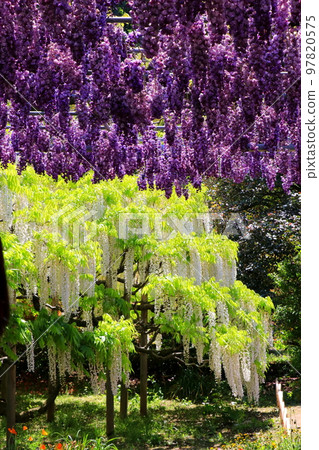 玉頭花圓花 97820575