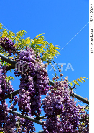 Gyokuto flower with round flowers 97820580