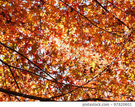 秋天的風景 美麗多彩的秋葉 97820601