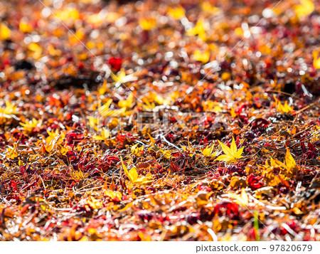 A beautiful autumn scenery A carpet of autumn leaves that is still beautiful even if it falls 97820679