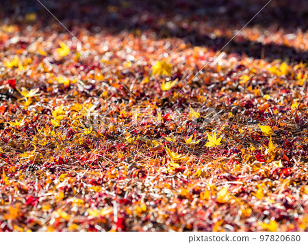 A beautiful autumn scenery A carpet of autumn leaves that is still beautiful even if it falls 97820680