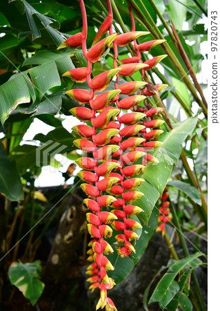 Heliconia Rostrata 97820743