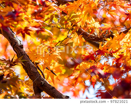秋天的風景 美麗多彩的秋葉 97821021