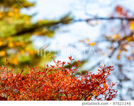 秋天的美景:道段辻鮮紅的葉子 秋天的美景:道段辻鮮紅的葉子 97821148