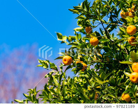 秋天的味道：可愛的橘子果實成熟得很厲害 97821189