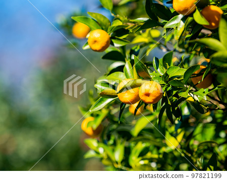 秋天的味道：可愛的橘子果實成熟得很厲害 97821199