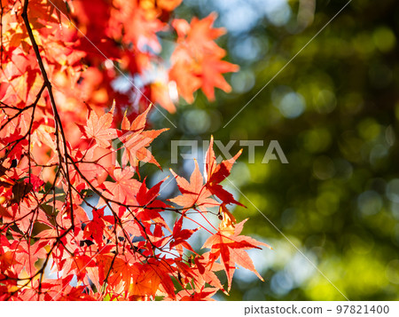 秋天的風景 美麗多彩的秋葉 97821400
