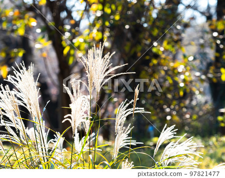 Beautiful pampas grass flowers shining in the late autumn sun Beautiful pampas grass flowers shining in the late autumn sun 97821477