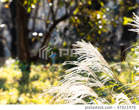 Beautiful pampas grass flowers shining in the late autumn sun Beautiful pampas grass flowers shining in the late autumn sun 97821478