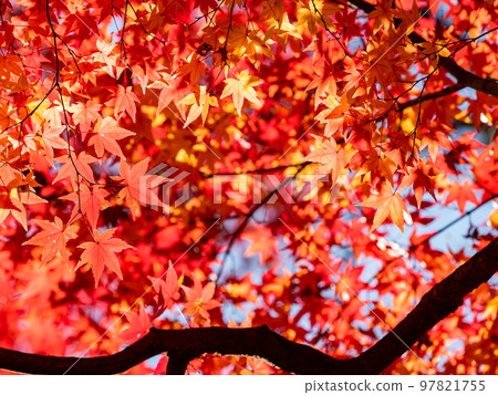 Autumn scenery Beautiful colorful autumn leaves Autumn scenery Beautiful colorful autumn leaves 97821755