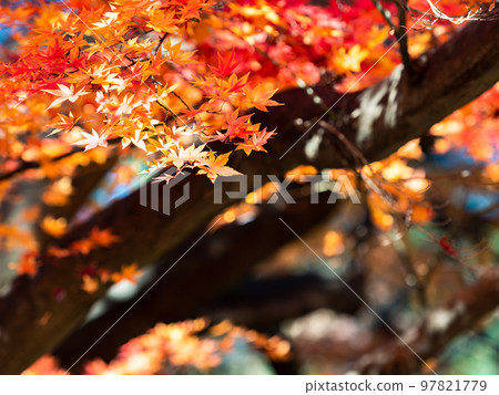 Autumn scenery Beautiful colorful autumn leaves Autumn scenery Beautiful colorful autumn leaves 97821779