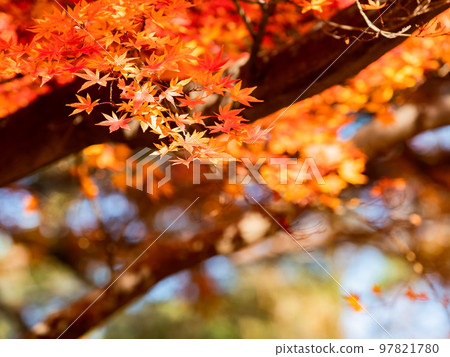 Autumn scenery Beautiful colorful autumn leaves Autumn scenery Beautiful colorful autumn leaves 97821780