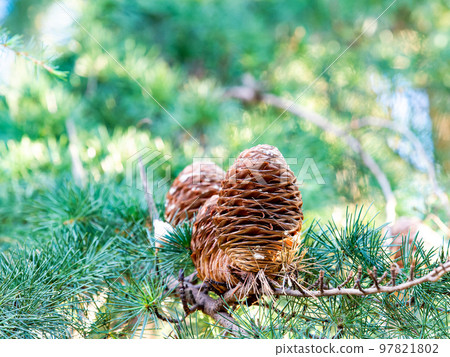 Late autumn scenery Himalayan cedar open large pinecone 97821802