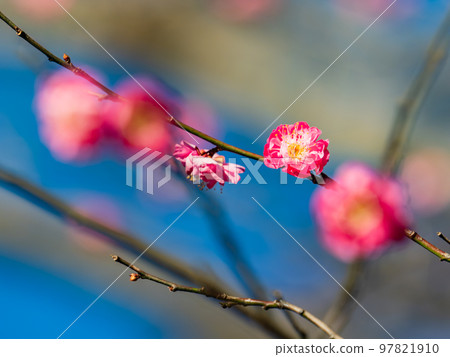 Early-blooming Japanese apricot that began to bloom in early winter Early-blooming Japanese apricot that began to bloom in early winter 97821910