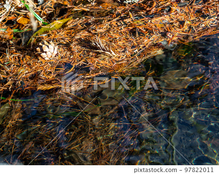 Pine cones floating in the clear stream illuminated by the autumn sun Pine cones floating in the clear stream illuminated by the autumn sun 97822011