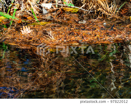 Pine cones floating in the clear stream illuminated by the autumn sun Pine cones floating in the clear stream illuminated by the autumn sun 97822012