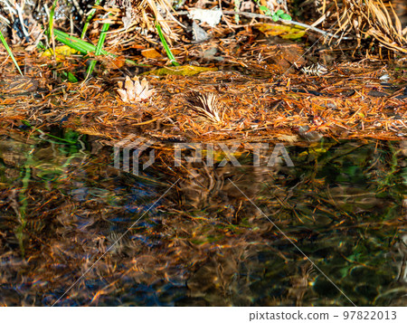 Pine cones floating in the clear stream illuminated by the autumn sun 97822013