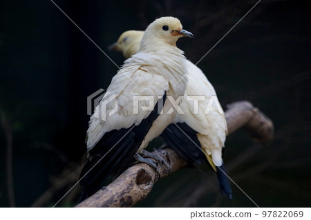 The pied imperial pigeon bird is rest in the garden 97822069