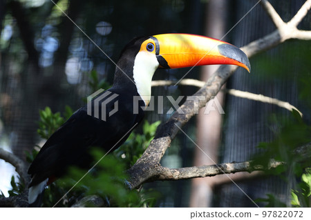 The toco toucan bird is beautiful bird on the wood tree The toco toucan bird is beautiful bird on the wood tree 97822072