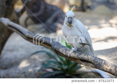 The triton cockatoo bird is eatting food in garden The triton cockatoo bird is eatting food in garden 97822073