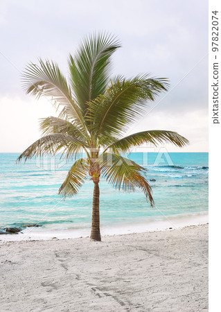 Lonely coconut palm tree on a tropical beach. Lonely coconut palm tree on a tropical beach. 97822074