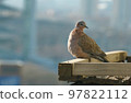 源自斑鳩，脖子上的白斑。它也被稱為 Shinjudove，因為它的白色斑點看起來像珍珠。 97822112