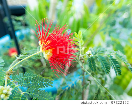 用微距鏡頭拍攝的美麗熱帶花卉 97822132