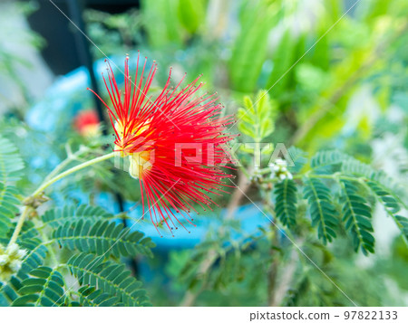 用微距鏡頭拍攝的美麗熱帶花卉 97822133